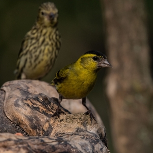 Redwell   15 06 2020   D500   Les 288.jpg